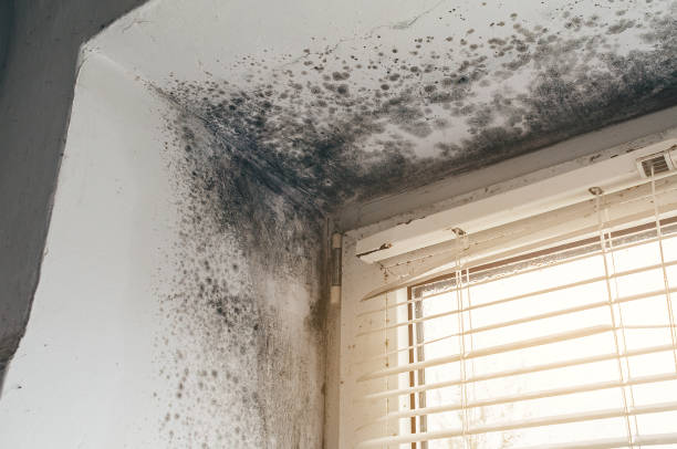 Affordable Attic Mold Remediation solutions in Camden, NC